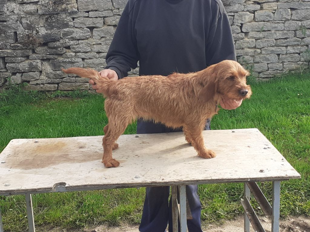 Osone de vellemont